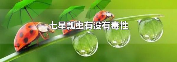 七星瓢虫有没有毒性