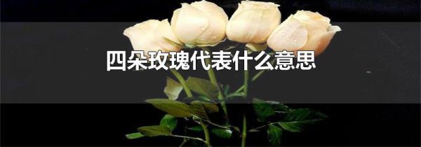 四朵玫瑰代表什么意思