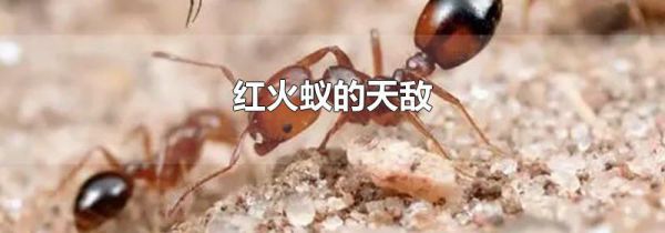 红火蚁的天敌