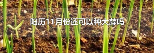 阳历11月份还可以种大蒜吗