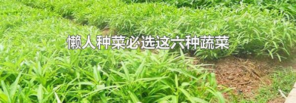 懒人种菜必选这六种蔬菜