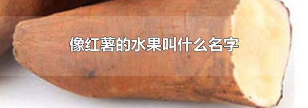 像红薯的水果叫什么名字