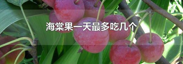 海棠果一天最多吃几个