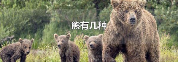 熊有几种