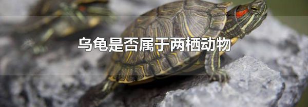 乌龟是否属于两栖动物