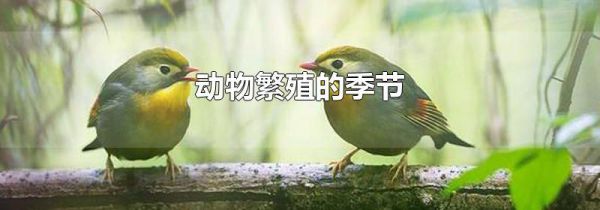 动物繁殖的季节
