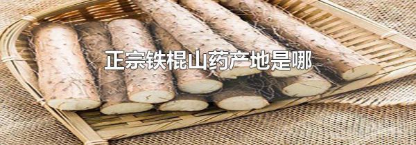正宗铁棍山药产地是哪
