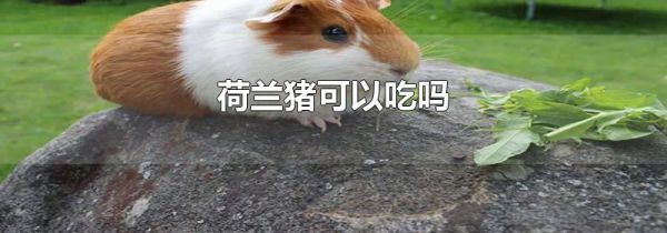 荷兰猪可以吃吗