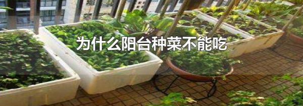 为什么阳台种菜不能吃
