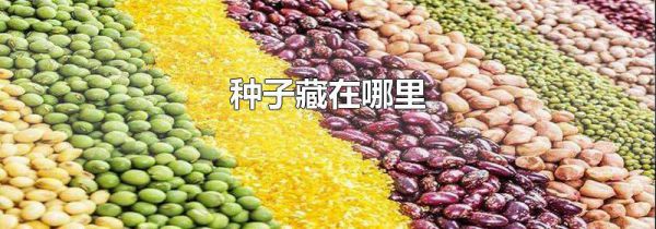种子藏在哪里