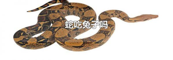蛇吃兔子吗