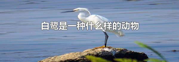 白鹭是一种什么样的动物