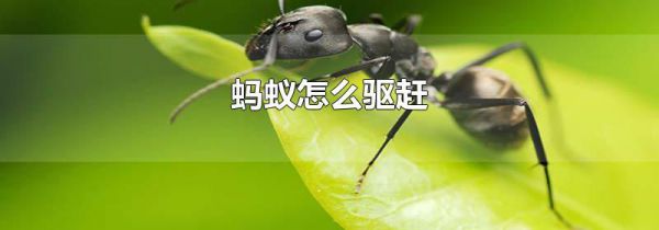 蚂蚁怎么驱赶