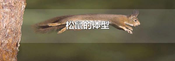 松鼠的体型