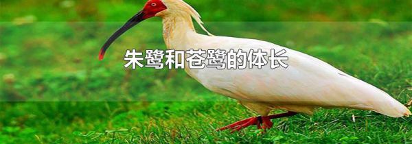 朱鹭和苍鹭的体长