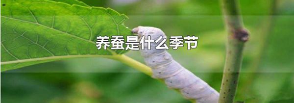养蚕是什么季节