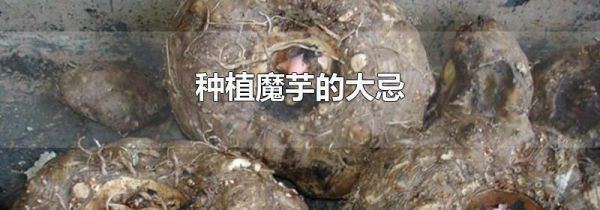 种植魔芋的大忌