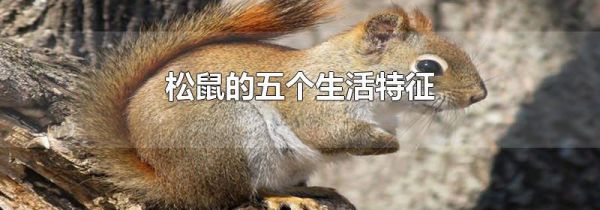 松鼠的五个生活特征