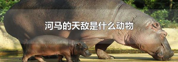 河马的天敌是什么动物