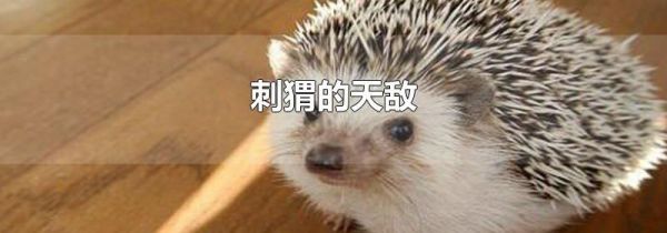 刺猬的天敌