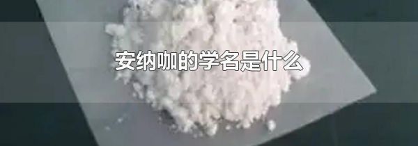 安纳咖的学名是什么
