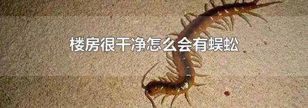楼房很干净怎么会有蜈蚣
