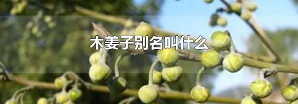 木姜子别名叫什么