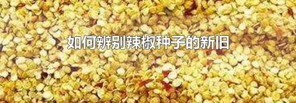 如何辨别辣椒种子的新旧