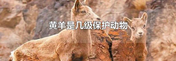 黄羊是几级保护动物