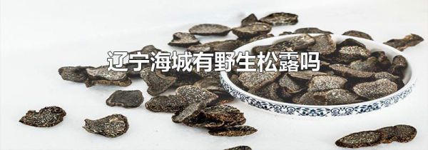 辽宁海城有野生松露吗