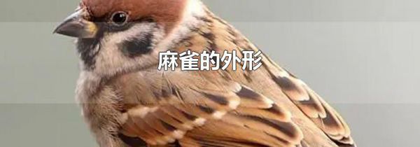 麻雀的外形