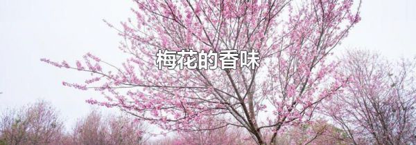 梅花的香味