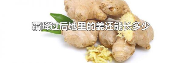 霜降过后地里的姜还能长多少