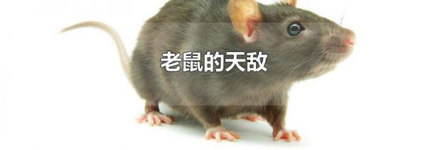 老鼠的天敌