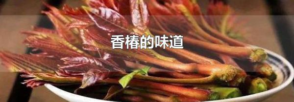 香椿的味道