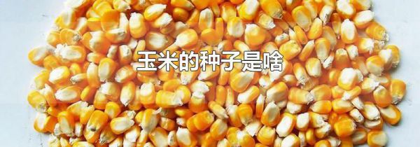 玉米的种子是啥