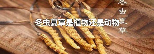 冬虫夏草是植物还是动物