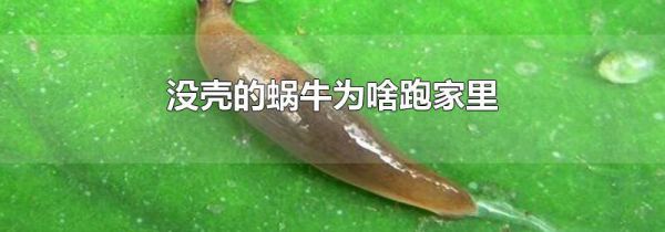 没壳的蜗牛为啥跑家里