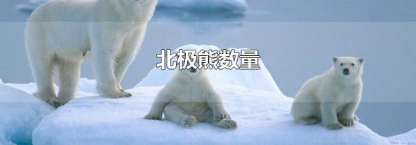 北极熊数量
