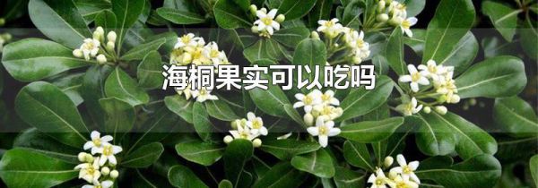 海桐果实可以吃吗