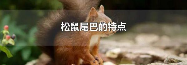 松鼠尾巴的特点