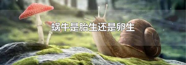 蜗牛是胎生还是卵生