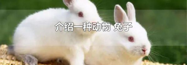 介绍一种动物 兔子