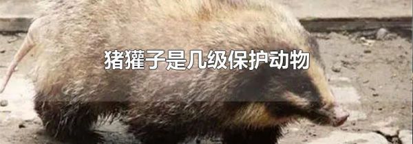 猪獾子是几级保护动物