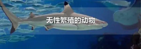 无性繁殖的动物