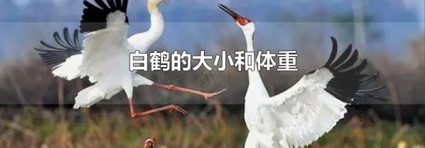 白鹤的大小和体重