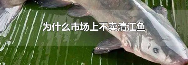 为什么市场上不卖清江鱼