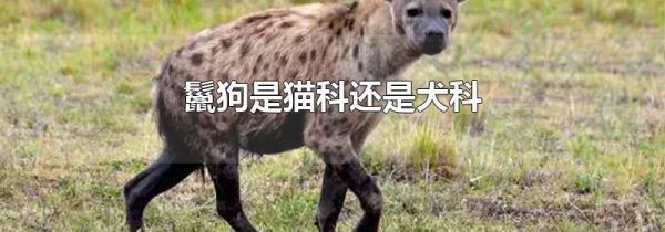 鬣狗是猫科还是犬科