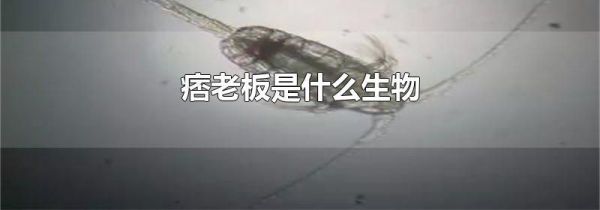 痞老板是什么生物