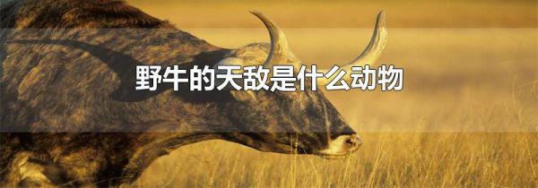 野牛的天敌是什么动物